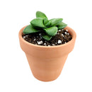 2 inch crassula springtime succulent live succulent for sale, opposing elliptic fleshy leaves no larger than a thumbnail, slow growing with erect to trailing stem development, showy pink blooms with red centers in early spring, minimal fertilizer and easy drought-tolerant care, sophisticated addition to any indoor succulent collection, perfect plant gift for any occasion in bamboo pot