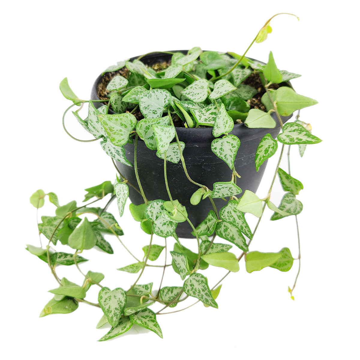 buy ceropegia woodii string of arrows live houseplant 6 inch online, trailing vine with narrow arrow-shaped lime green and silver leaves, reddish-brown cascading stems, drought tolerant easy care succulent, displayed in grower pot on a boho shelf arrangement, makes a rare and thoughtful plant gift for succulent collectors