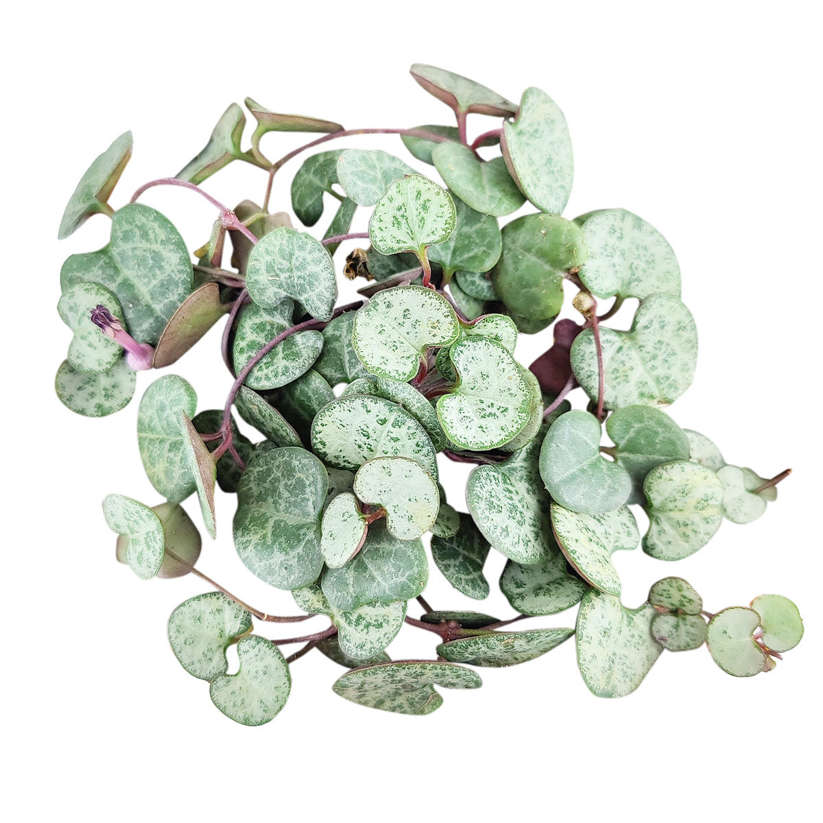 6 inch SILVER GLORY String of Hearts live houseplant for sale, densely trailing heart-shaped silver leaves, grower pot ready to hang, bright indirect light lover, drought tolerant rare variety, a collector gem and thoughtful plant gift
