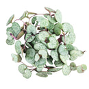 buy SILVER GLORY String of Hearts live houseplant 6 inch pot online, full trailing cascade of silver and green heart-shaped leaves, warm burgundy stems, striking bohemian hanging display, easy propagation from cuttings, a rare find and cherished collector houseplant gift