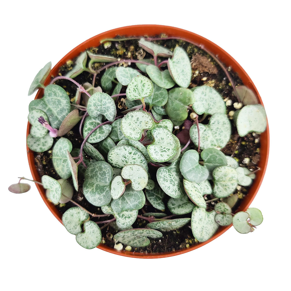 6 inch SILVER GLORY String of Hearts live houseplant for sale, silver variegated succulent foliage with purple-tinted undersides, trailing vines in grower pot, beginner-friendly care, pet-safe for homes with cats and dogs, beautiful gift for succulent collectors