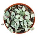 buy SILVER GLORY String of Hearts live houseplant 6 inch pot online, full trailing cascade of silver and green heart-shaped leaves, warm burgundy stems, striking bohemian hanging display, easy propagation from cuttings, a rare find and cherished collector houseplant gift
