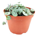 buy SILVER GLORY String of Hearts live houseplant 6 inch pot online, full trailing cascade of silver and green heart-shaped leaves, warm burgundy stems, striking bohemian hanging display, easy propagation from cuttings, a rare find and cherished collector houseplant gift