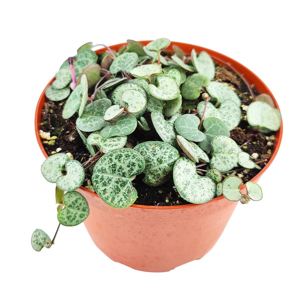 6 inch SILVER GLORY String of Hearts live houseplant for sale, predominantly silver rounded leaves with dark green margins, vining trailing stems, compact grower pot display, easy care indoor plant, perfect housewarming or birthday gift