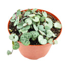 buy SILVER GLORY String of Hearts live houseplant 6 inch pot online, full trailing cascade of silver and green heart-shaped leaves, warm burgundy stems, striking bohemian hanging display, easy propagation from cuttings, a rare find and cherished collector houseplant gift