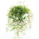 buy ceropegia linearis string of needles live houseplant 4'' pot online, delicate trailing semi-succulent with narrow pointed green needles cascading gracefully, slow grower with elegant vining form, low maintenance care routine, beautiful hanging plant for indoor spaces, rare and charming gift for plant collectors