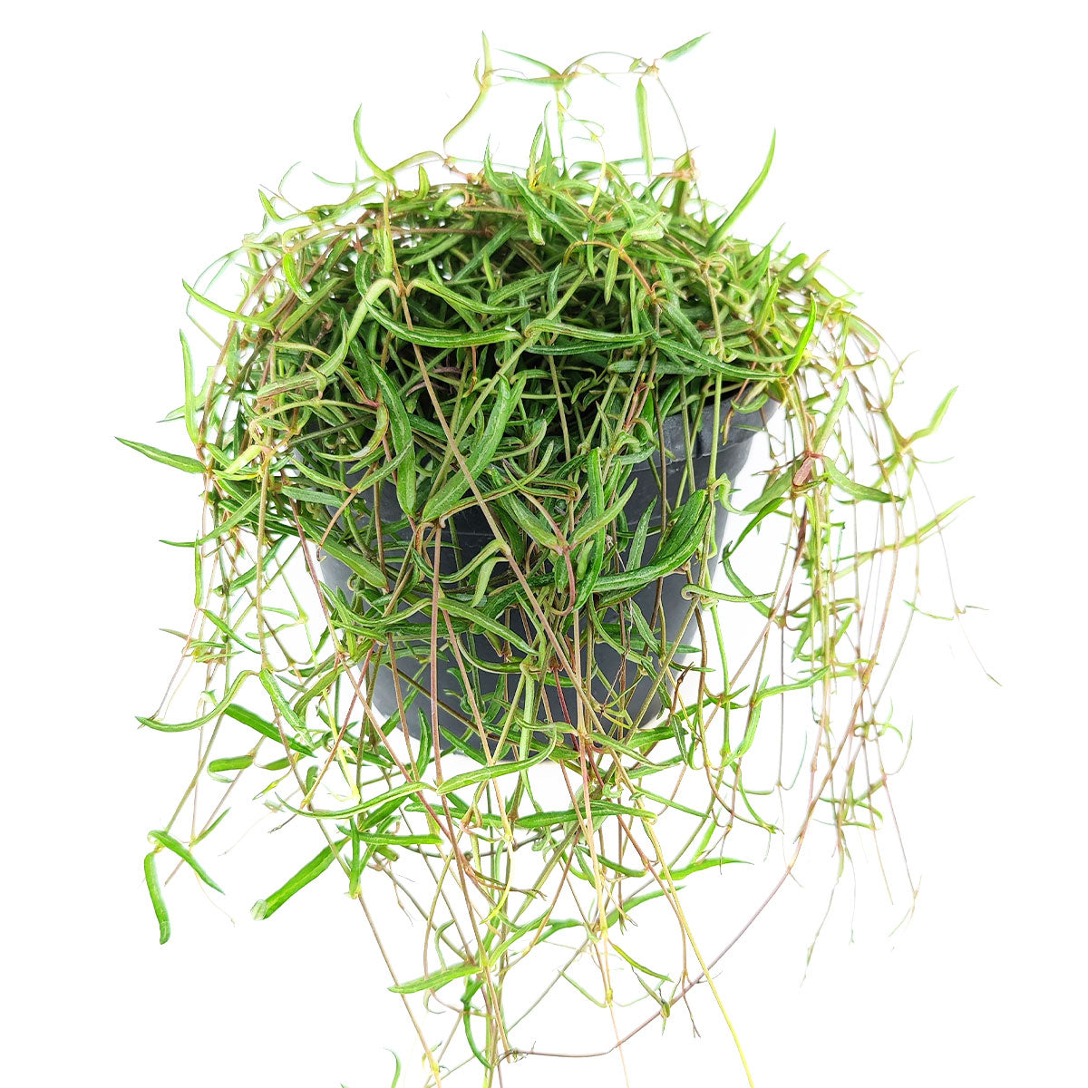 buy ceropegia linearis string of needles live houseplant 6'' pot online, fuller mature trailing vine with long slender needle-like leaves, vibrant green draping stems, mildly drought tolerant, bohemian hanging basket display, stunning rare houseplant gift for succulent enthusiasts