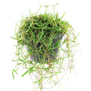 buy ceropegia linearis string of needles live houseplant 4'' pot online, delicate trailing semi-succulent with narrow pointed green needles cascading gracefully, slow grower with elegant vining form, low maintenance care routine, beautiful hanging plant for indoor spaces, rare and charming gift for plant collectors