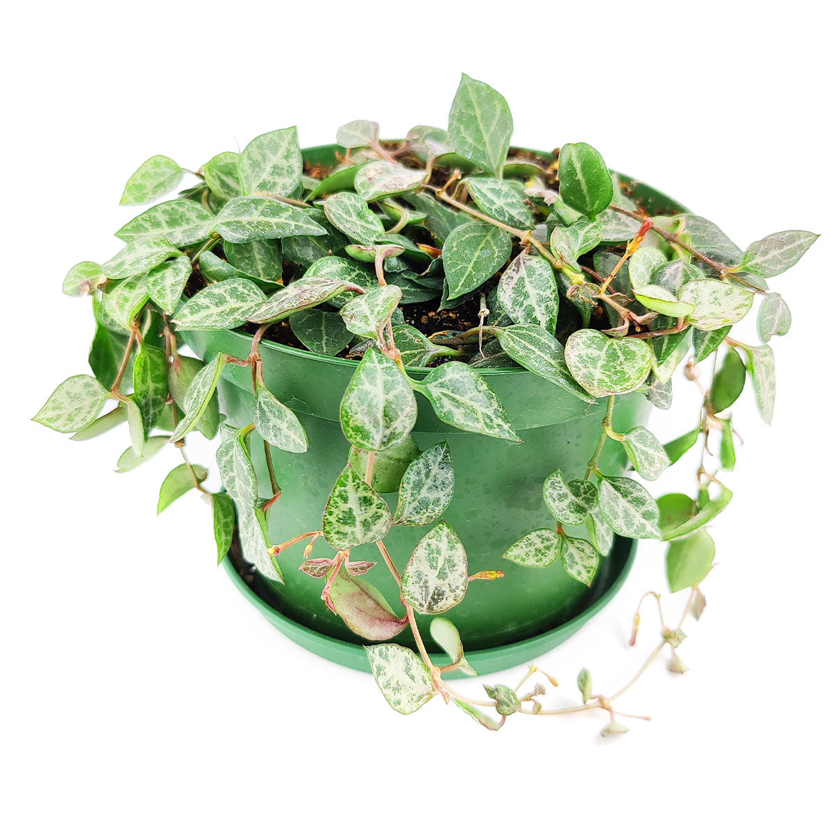 buy ceropegia woodii string of spades live houseplant 6 inch pot online, deep green spade-shaped leaves with cream-colored veins, trailing wiry stems cascading from grower pot, drought tolerant semi-succulent, rare collector variety, perfect for bohemian hanging display indoors, a unique and rare houseplant gift for any plant lover