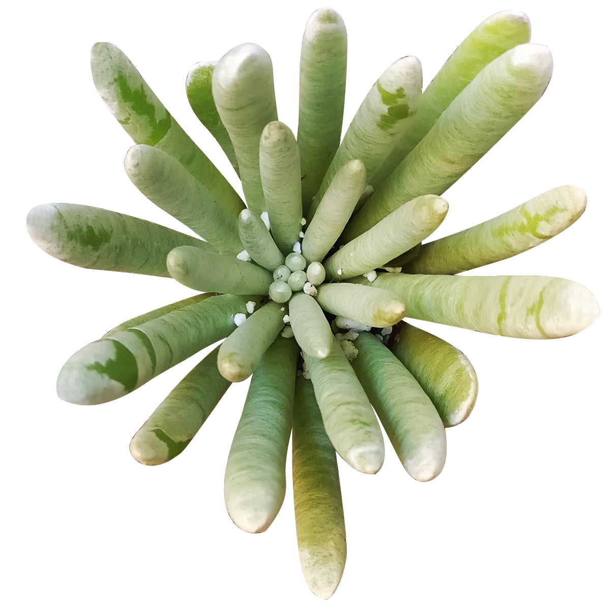 2 inch woolly senecio scaposus live succulent for sale, dense silver wool-covered leaves, compact rosette habit, bright green beneath white felt coating, slow-growing and easy care, stunning minimalist desk or shelf decor