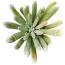 2 inch woolly senecio scaposus live succulent for sale, shimmering silver-grey rosette form, fleshy spike-shaped leaves with white woolly coating, clumping low-profile growth, thrives in full sun with minimal watering
