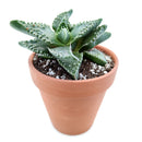 4 inch tiger's jaw crassula - faucaria candida live succulent for sale, chunky low-growing rosettes with spotted toothed foliage, rare white-flowering faucaria variety from south africa, architectural and eye-catching growth form, pet safe and drought tolerant easy care plant, striking accent piece for modern or bohemian home decor, excellent rare succulent gift choice