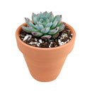 2 inch echeveria tippy pink succulent live succulent for sale, white modern pot with full top-view of lush rosette showing soft pastel gradient from blue-green to vivid rosy pink tips, powdery iridescent farina coating