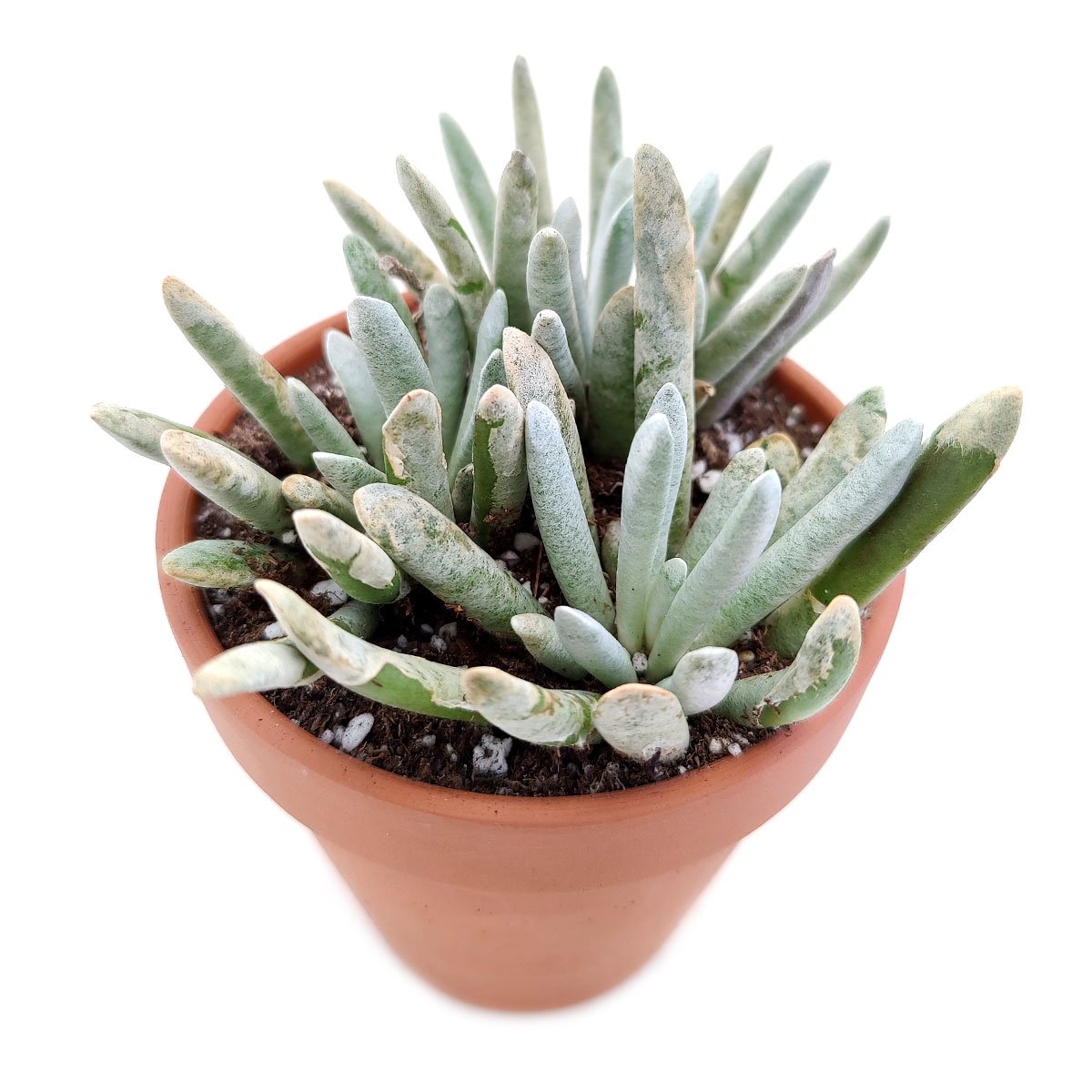 buy woolly senecio scaposus live succulent 2 inch online, upright finger-like silver leaves, woolly textured foliage in clay pot, rosette-forming compact shape, native south african arid species, striking bohemian or modern decor accent
