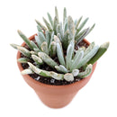 2 inch woolly senecio scaposus live succulent for sale, shimmering silver-grey rosette form, fleshy spike-shaped leaves with white woolly coating, clumping low-profile growth, thrives in full sun with minimal watering